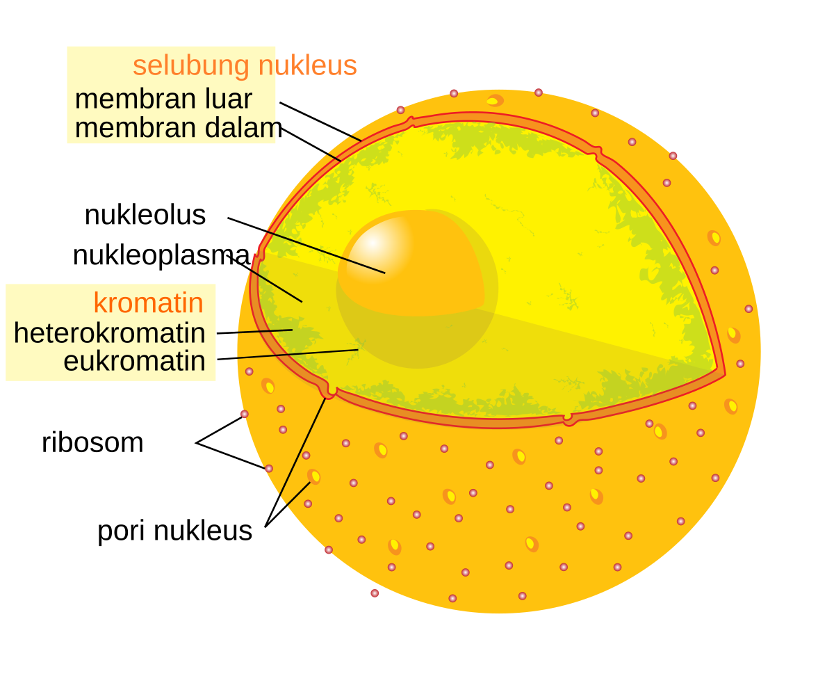 Nukleolus Wikipedia Bahasa Indonesia Ensiklopedia Bebas