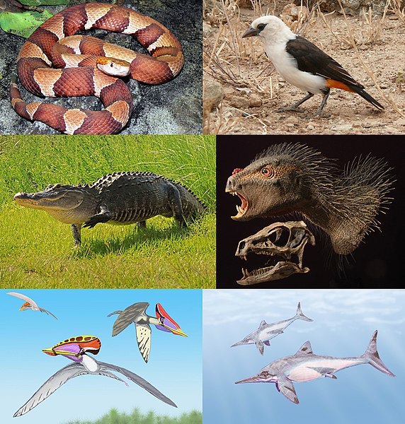 File:Diapsida diversity.jpg