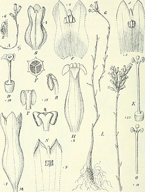 Kuvan kuvaus Die Pflanzenwelt Afrikas, insbesondere seiner tropischen Gebiete - Grundzge der Pflanzenverbreitung im Afrika und die Charakterpflanzen Afrikas (1910) (20317904054) .jpg.