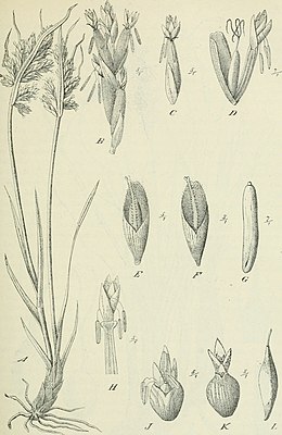 C. capensis Thunb. (Schoenoxiphium ecklonii Nees.) met half open urntjes met 'bloeiwijzen' erin