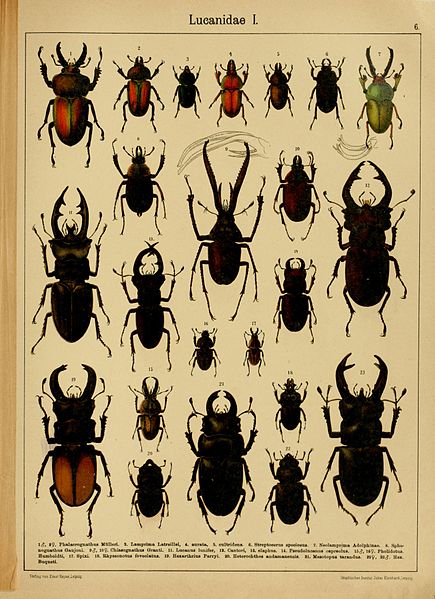 File:Die exotischen Käfer in Wort und Bild (Page 6) BHL9890825.jpg