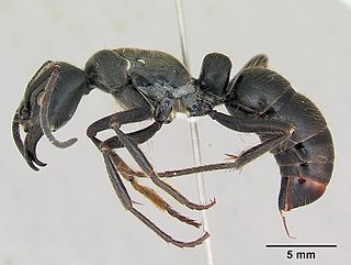 <i>Dinoponera australis</i> Species of ant