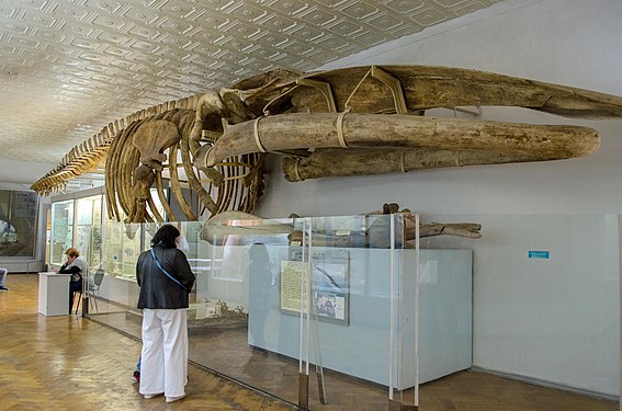 Dinosaur skeleton in a museum