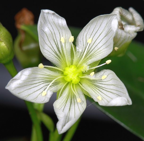 File:Dionaea muscipula flower 1-2.jpg