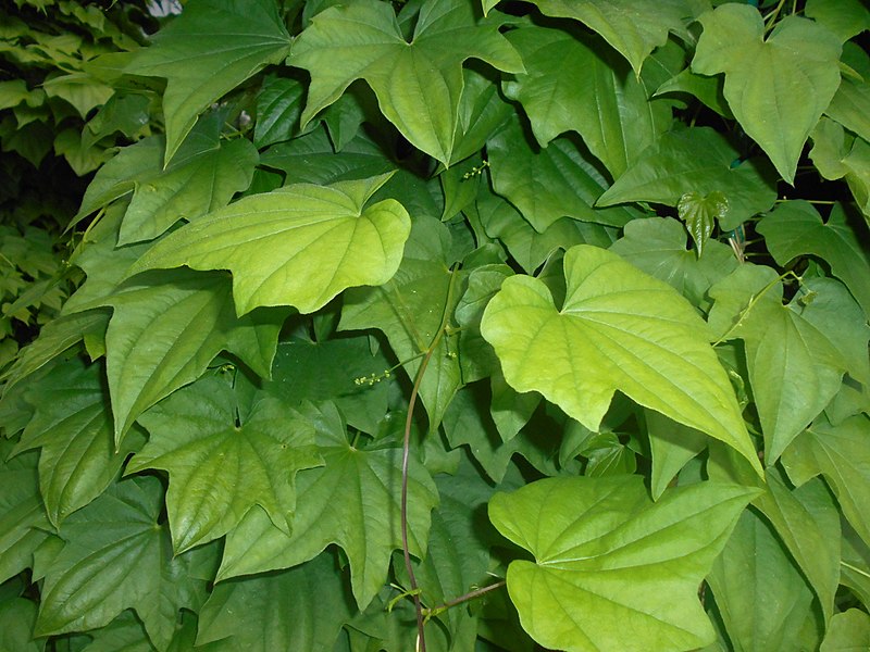 File:Dioscorea caucasica 2016-05-31 1877.jpg