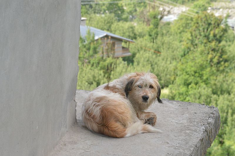 File:Dogofmanali.jpg