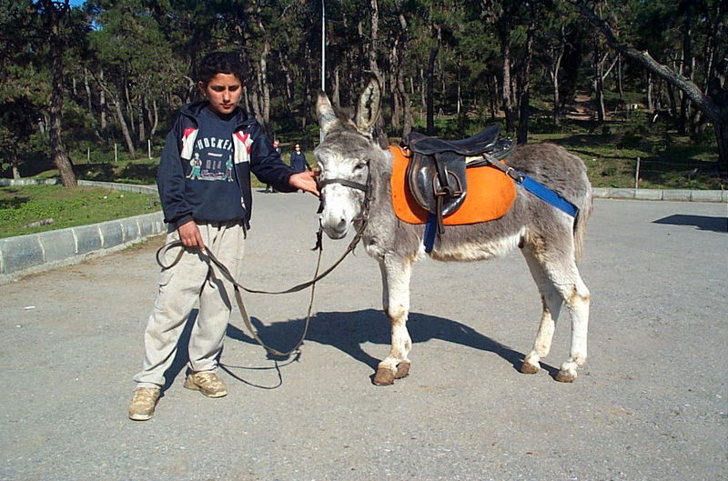 File:Donkey 7141 Nevit.JPG