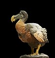 Dronte dodo Raphus cucullatus.jpg