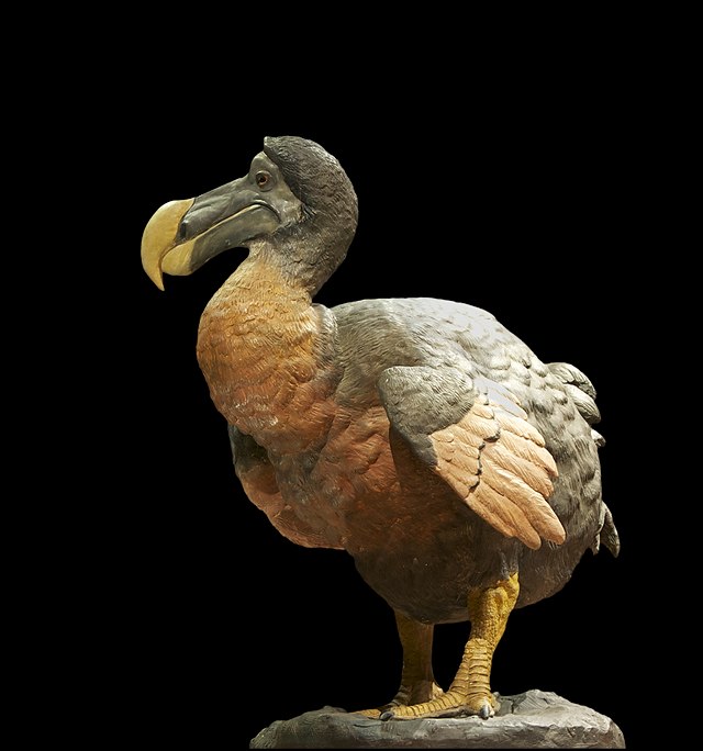 El dodo o dronte (Raphus cucullatus).