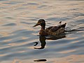 Duck and its reflection in the water.jpg