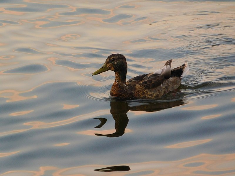 File:Duck and its reflection in the water.jpg