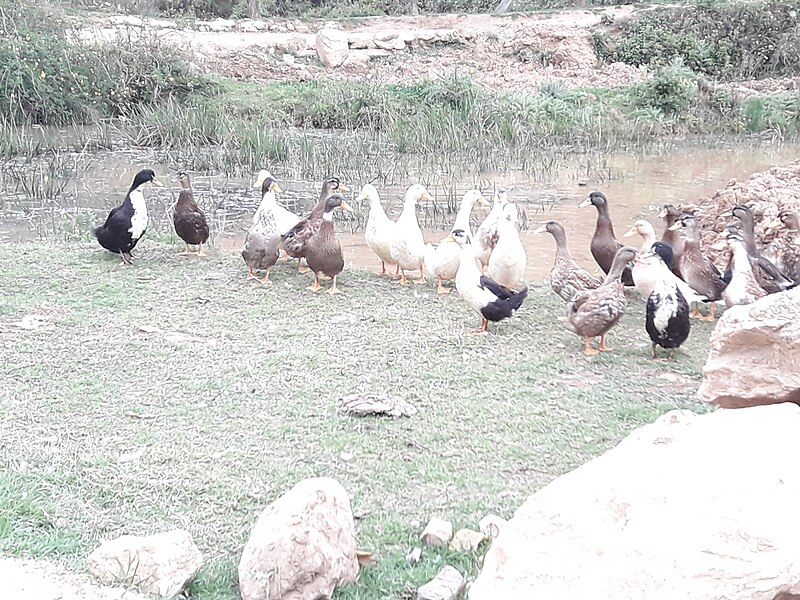 File:Ducks 20190401 172658.jpg