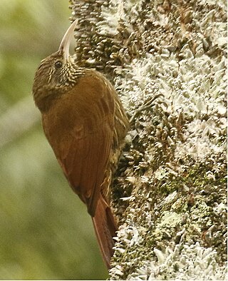 <span class="mw-page-title-main">Duida woodcreeper</span> Species of bird