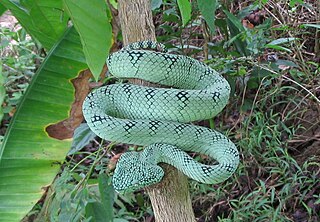 <i>Tropidolaemus philippensis</i> Species of snake