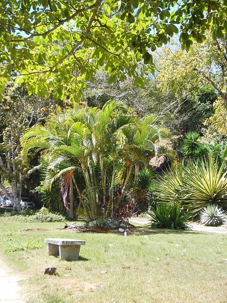 File:Dypsis lutescens (H.Wendl.) Beentje & J.Dransf. - 2013 000.jpg