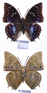 <i>Charaxes nandina</i> Species of butterfly