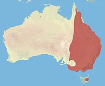 Eastern Grey Kangaroo Range.jpg