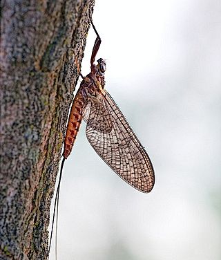 <i>Ecdyonurus</i> Genus of mayflies