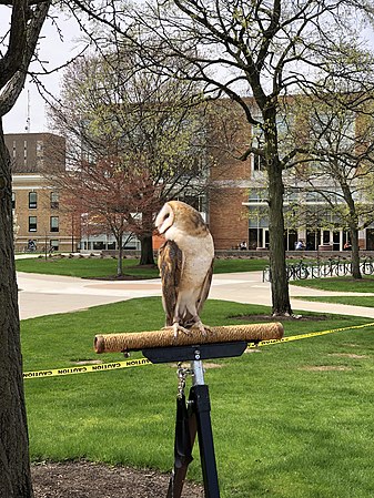 Barn Owl