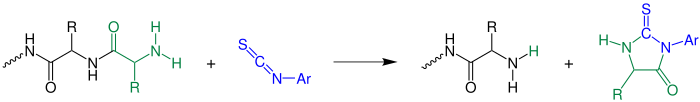 Reaktionsschema Edman-Abbau