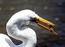 Les épines de la nageoire dorsale de cette épinoche la protègent de nombreux prédateurs, mais cette aigrette pourra la retourner et l'avaler.