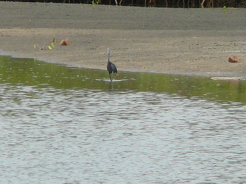 File:Egretta gularis 0008.jpg