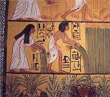 Deux paysans égyptiens aux cheveux noirs vêtus d'un costume de lin de couleur blanche, debout dans un champ tout en ramassant des plants de papyrus, avec un motif de végétation verte en bas, et la partie inférieure coupée d'une autre scène avec des paysans dans un champ en haut