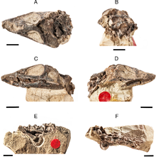 Elachistosuchus.PNG