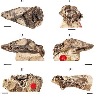 <i>Elachistosuchus</i> Extinct genus of reptiles