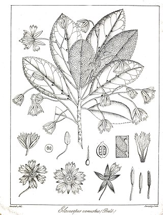 <i>Elaeocarpus venustus</i> Species of flowering plant in the family Elaeocarpaceae