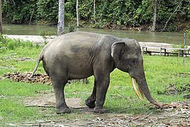 Jeune mâle à Sampoiniet (province d'Aceh).