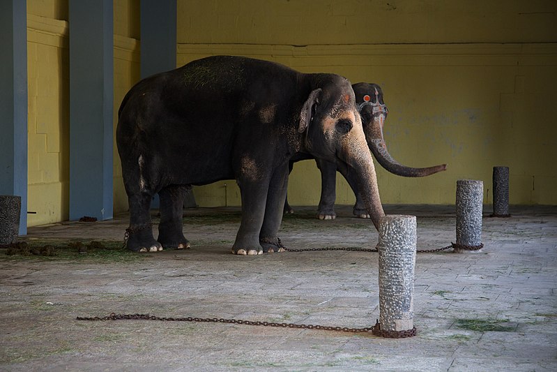 File:Elephants in waiting (6067920745).jpg