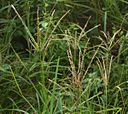 Eleusine indica, closeup