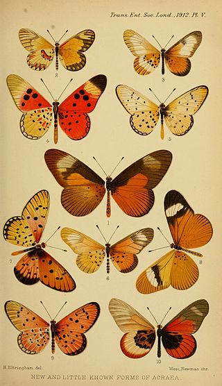 <i>Acraea aubyni</i> Species of butterfly
