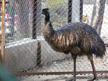 Emu In Lucknow Zoo.jpg