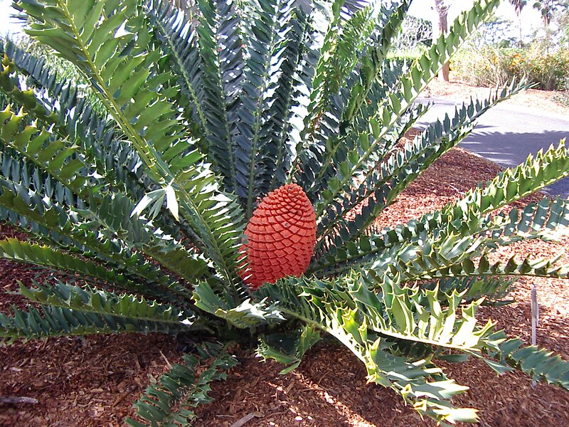File:Encephalartos ferox - female cone.jpg
