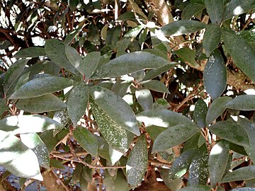 Englerophytum natalense, KwaZulu-Natal NBT, PMB.jpg