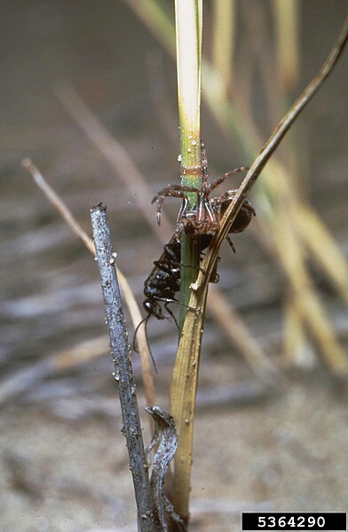 File:Episyron quinquenotatus.jpg