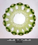 Cross section of stem (sterile stem)