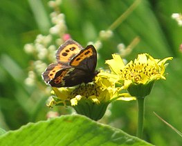 Erebia ligea クモマベニヒカゲ