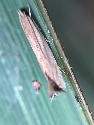 <i>Erechthias exospila</i> Species of moth