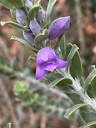 <i>Eremophila resinosa</i> Species of flowering plant