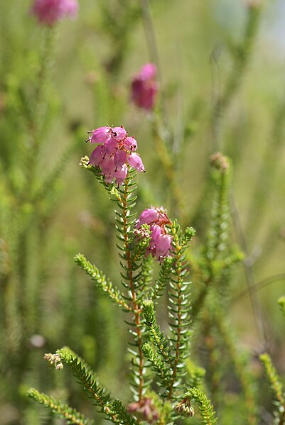 File:Erica andevalensis 1.JPG