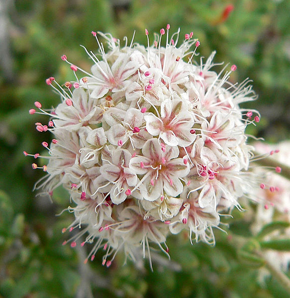 File:Eriogonum fasciculatum 5.jpg