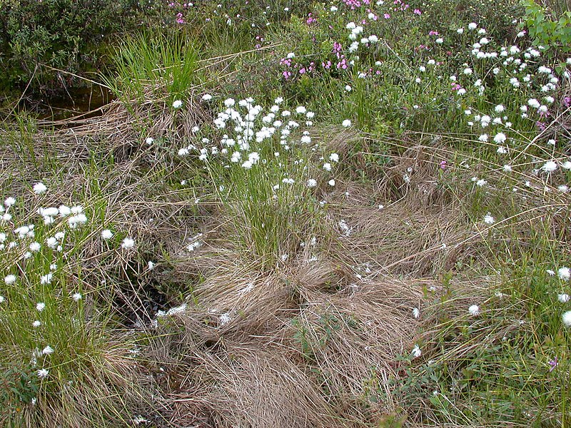 File:Eriophorum vaginatum 15-p.bot-eriop.vagin-15.jpg