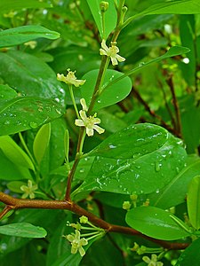 Erythroxylum coca Flowers