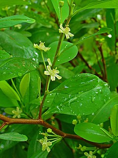 <span class="mw-page-title-main">Erythroxylaceae</span> Family of flowering plants