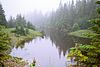 Boreal forest on Anticosti Island