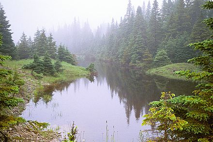 Boreal forest on Anticosti Island