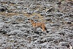 Thumbnail for File:Ethiopian Wolf (16124555787).jpg